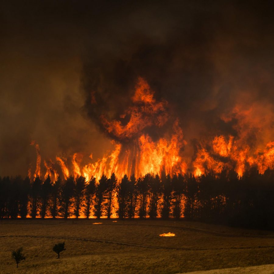 The+Australian+Wildfires%3A+What+you+Need+to+Know