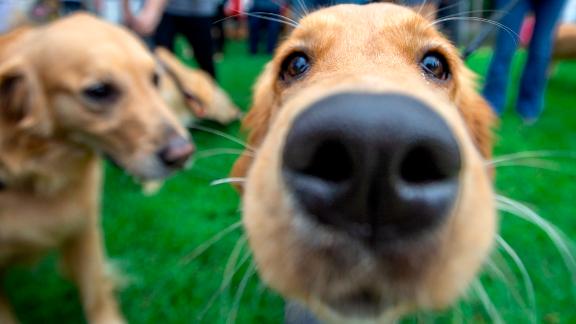 HUNTINGTON BEACH, CA - OCTOBER 14: Bailey a 7-month old golden retriever meets new friends at the second annual Goldie Palooza gathering at Central Park in Huntington Beach on Sunday, October 14, 2018.   (Photo by Mindy Schauer/Digital First Media/Orange County Register via Getty Images)