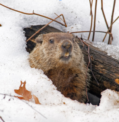 What to expect on this years Groundhog Day?